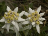 Leontopodium alpinum 12, Edelweiss, Saxifraga-Willem van Kruijsbergen