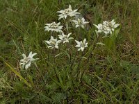 Leontopodium alpinum 15, Edelweiss, Saxifraga-Willem van Kruijsbergen