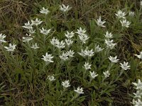 Leontopodium alpinum 16, Edelweiss, Saxifraga-Willem van Kruijsbergen