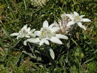 Leontopodium alpinum 17, Edelweiss, Saxifraga-Willem van Kruijsbergen