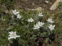 Leontopodium alpinum 18, Edelweiss, Saxifraga-Willem van Kruijsbergen
