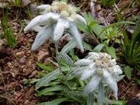 Leontopodium alpinum 19, Edelweiss, Saxifraga-Ed Stikvoort