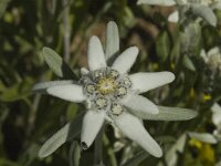 Leontopodium alpinum 2, Edelweiss, Saxifraga-Jan van der Straaten