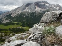 Leontopodium alpinum 21, Edelweiss, Saxifraga-Luuk Vermeer