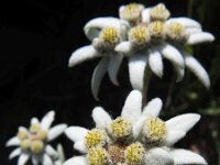 Leontopodium alpinum 25, Edelweis, Saxifraga-Harry Jans