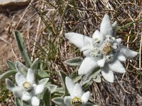 Leontopodium alpinum 26, Edelweis, Saxifraga-Harry Jans