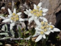 Leontopodium alpinum 27, Edelweis, Saxifraga-Harry Jans