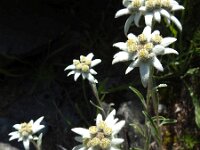 Leontopodium alpinum 28, Edelweis, Saxifraga-Harry Jans