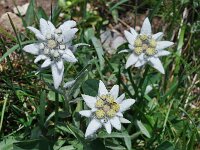 Leontopodium alpinum 29, Edelweiss, Saxifraga-Harry Jans
