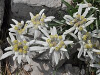 Leontopodium alpinum 35, Edelweiss, Saxifraga-Harry Jans