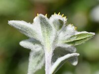 Leontopodium alpinum 39, Edelweiss, Saxifraga-Sonja Bouwman  Leontopodium alpinum - Edelweiss - Asteraceae familie