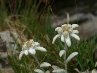 Leontopodium alpinum 4, Edelweiss, Saxifraga-Dirk Hilbers