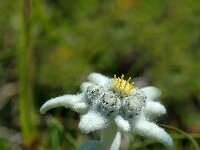 Leontopodium alpinum 5, Edelweiss, Saxifraga-Jan van der Straaten