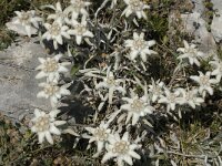 Leontopodium alpinum 7, Edelweiss, Saxifraga-Jan van der Straaten
