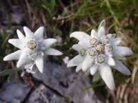 Leontopodium alpinum 8, Edelweiss, Saxifraga-Jan Willem Jongepier