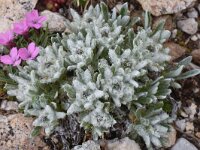 Leontopodium alpinum var nivale, Pirin form 22, Saxifraga-Harry Jans  Leontopodium alpinum var nivale (Pirin form)