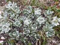 Leontopodium alpinum var nivale, Pirin form 23, Saxifraga-Harry Jans  Leontopodium alpinum var nivale (Pirin form)