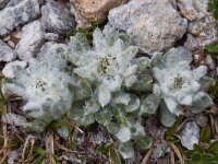 Leontopodium alpinum var nivale, Pirin form 24, Saxifraga-Harry Jans  Leontopodium alpinum var nivale (Pirin form)