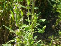 Leonurus marrubiastrum 2, Saxifraga-Hans Grotenhuis