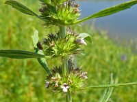 Leonurus marrubiastrum 3, Saxifraga-Hans Grotenhuis