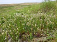 Lepidium campestre 11, Veldkruidkers, Saxifraga-Ed Stikvoort