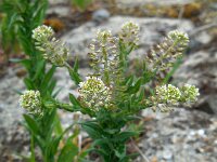 Lepidium campestre 19, Veldkruidkers, Saxifraga-Ed Stikvoort