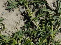 Lepidium coronopus  16, Grove varkenskers, Saxifraga-Ed Stikvoort