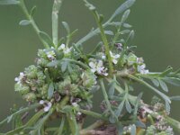 Lepidium coronopus  3, Grove varkenskers, Saxifraga-Peter Meininger