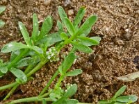 Lepidium coronopus 22, Grote varkenskers, Saxifraga-Hans Grotenhuis
