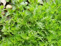 Lepidium didymum 12, Kleine varkenskers, Saxifraga-Rutger Barendse