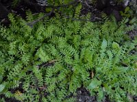 Lepidium didymum 21, Kleine varkenskers, Saxifraga-Ed Stikvoort