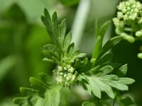 Lepidium didymum 25, Kleine varkenskers, Saxifraga-Sonja Bouwman
