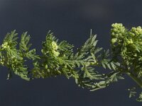 Lepidium didymum 7, Kleine varkenskers, Saxifraga-Willem van Kruijsbergen