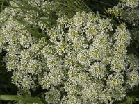 Lepidium draba 10, Pijlkruidkers, Saxifraga-Jan van der Straaten