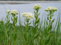Lepidium draba 12, Pijlkruidkers, Saxifraga-Ed Stikvoort