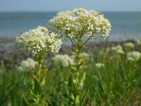 Lepidium draba 17, Pijlkruidkers, Saxifraga-Ed Stikvoort
