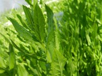 Lepidium draba 19, Pijlkruidkers, Saxifraga-Rutger Barendse