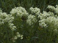 Lepidium draba 2, Pijlkruidkers, Saxifraga-Marijke Verhagen