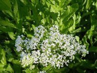 Lepidium draba 21, Pijlkruidkers, Saxifraga-Rutger Barendse