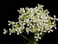 Lepidium draba 32, Pijlkruidkers, Saxifraga-Willem van Kruijsbergen