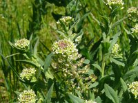 Lepidium draba 38, Pijlkruidkers, Saxifraga-Hans Grotenhuis