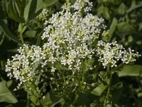 Lepidium draba 6, Pijlkruidkers, Saxifraga-Willem van Kruijsbergen