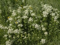 Lepidium draba 7, Pijlkruidkers, Saxifraga-Jan van der Straaten