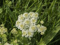 Lepidium draba 9, Pijlkruidkers, Saxifraga-Jan van der Straaten