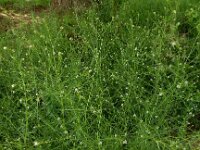 Lepidium graminifolium 9, Graskers, Saxifraga-Ed Stikvoort