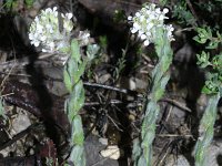 Lepidium heterophyllum 1 , Rozetkruidkers, Saxifraga-Rutger Barendse