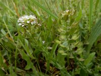Lepidium heterophyllum 11, Rozetkruidkers, Saxifraga-Ed Stikvoort