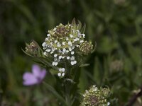 Lepidium heterophyllum 12, Rozetkruidkers, Saxifraga-Willem van Kruijsbergen