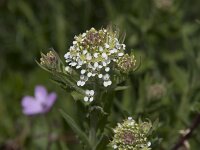 Lepidium heterophyllum 17, Rozetkruidkers, Saxifraga-Willem van Kruijsbergen