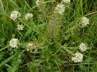 Lepidium heterophyllum 9, Rozetkruidkers, Saxifraga-Ed Stikvoort